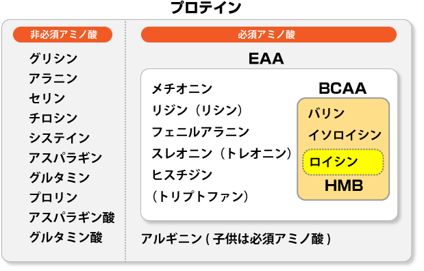 必須アミノ酸とは何? BCAAは必須アミノ酸